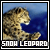 snow leopards